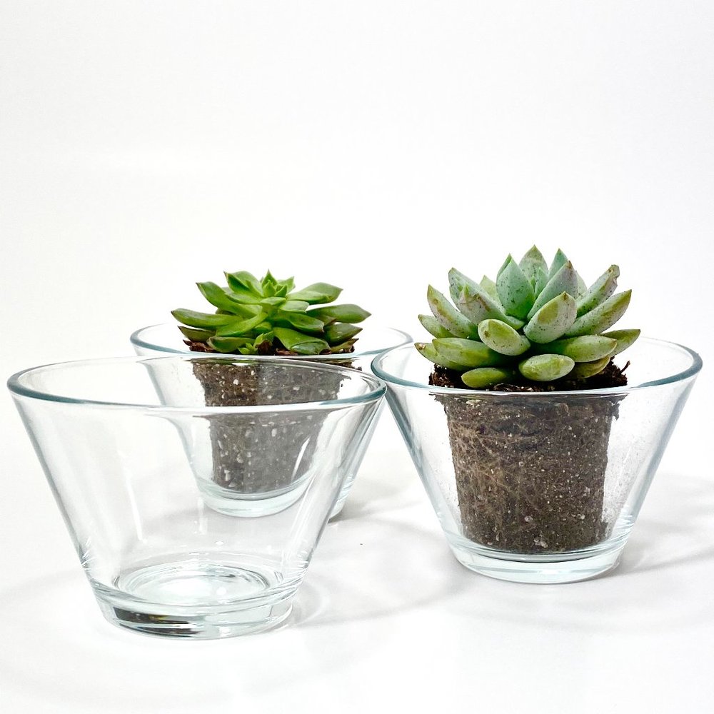 Clear Glass Succulent Vase